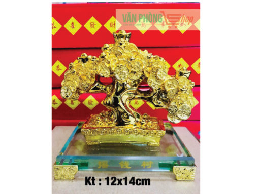 Cây Tiền Vàng - Cây Phong Thủy - Cây Tài Lộc